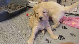 Four Week Old Goldendoodles