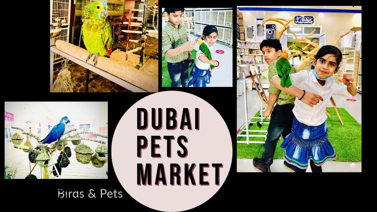 Dubai Pets Market Al Warsan Birds & Pets Market YouTube