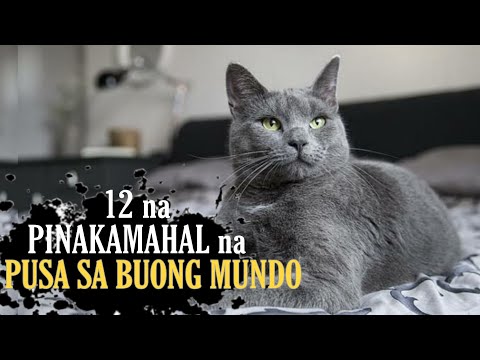 12 PINAKAMAHAL na lahi ng PUSA sa buong Mundo