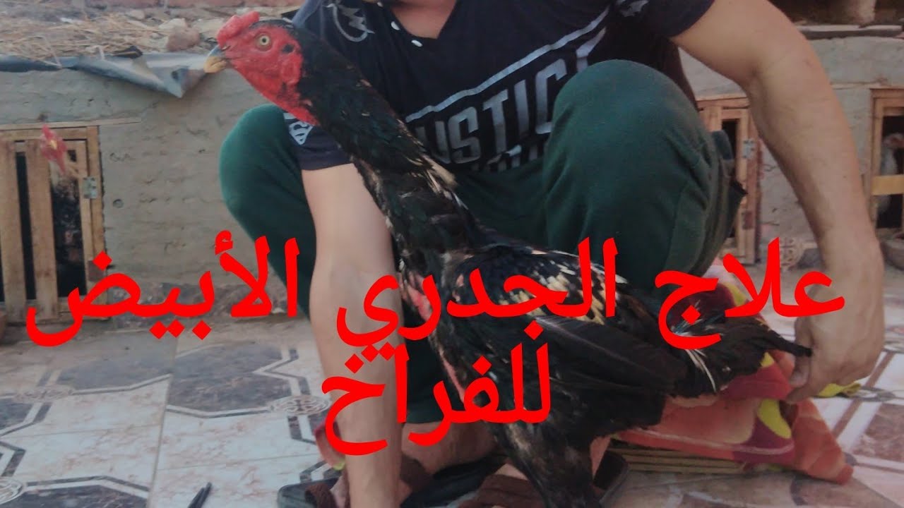 علاج الجدري الأبيض فراخ هندي وديوك هندي