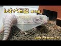 【レオパ日記 #14】レオパの脱皮！可愛いアムロ君の脱皮風景を激写！【Amuro】Leopard Gecko Diary #14