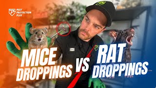 What Do Mouse and Rat Droppings Look Like? Full Guide Mice vs Rat Droppings