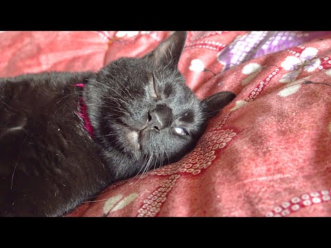 爆睡中の猫に「ごはん食べる？」と聞いてみると。。