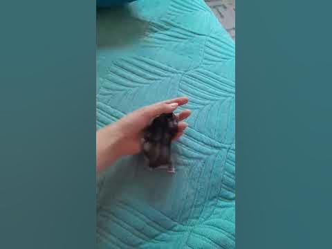 мой хомяк - YouTube