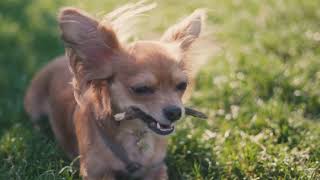 Why Do Dogs Have Fluffy Ears  A Furry Ta 2024 03 03 by PetPalsTV453 40 views 2 months ago 2 minutes, 24 seconds