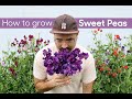 How to Grow Sweet Peas from Seed • Cut Flowers