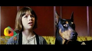 قصة كلب دوبرمان   The story of a dog Doberman