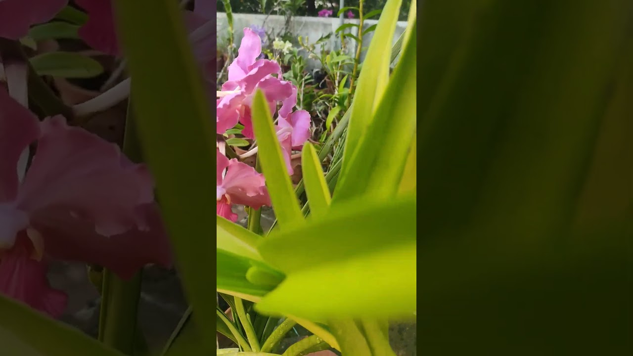 Pink Terete Vanda