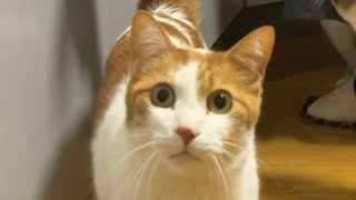 ドヤ中のドヤ顔シロ君。