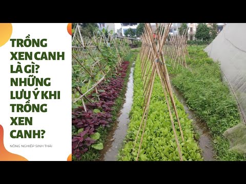 Video: Nên luân canh những loại rau gì?