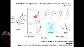 العرض 6 التركيب الكيميائي للـARN