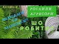 Рослини-агресори в саду. Що з ними робити.Частина 2. 10/06/2021