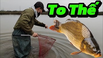 Thả Lưới Dính Quá Nhiều Cá – Mẻ Cá Nặng Muốn Gãy Tay - Cuộc sống mưu sinh miền quê 