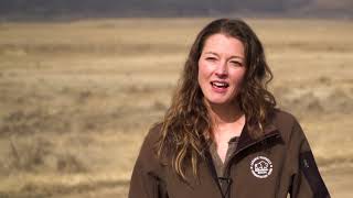 First IVF Bison Calf Joins NoCo Herd