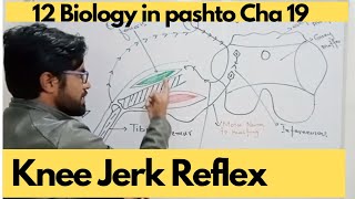 Kee jerk reflex or The patellar reflex || 12 biology chap 19 in pashto