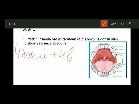 Ağız boşluğu orqanları ve ağız boşluğunda həzm.