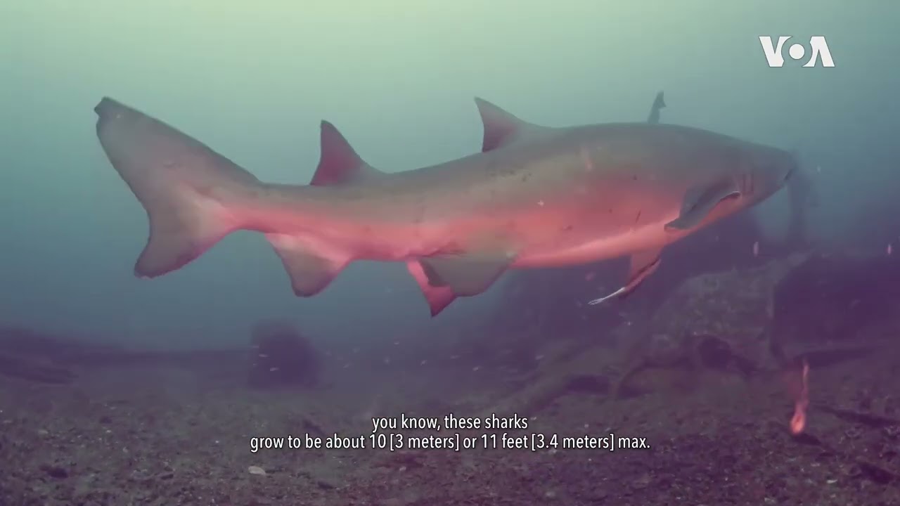 Diving with sharks at 2WW shipwrecks in North Carolina