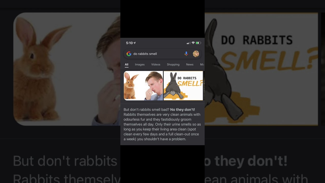 Why Olivia Rosenberger should have a pet bunny