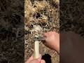 ⚡ How to make feather stick with EnZo Trapper 95 Scandi featherstick making demo test example