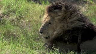 R.I.P ScarFace - The most famous Africa Lion in his last minutes