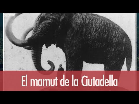 Vídeo: Quan Va Néixer L’escultura