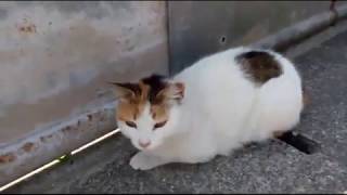 猫島、馬島で野良猫探しLIVE