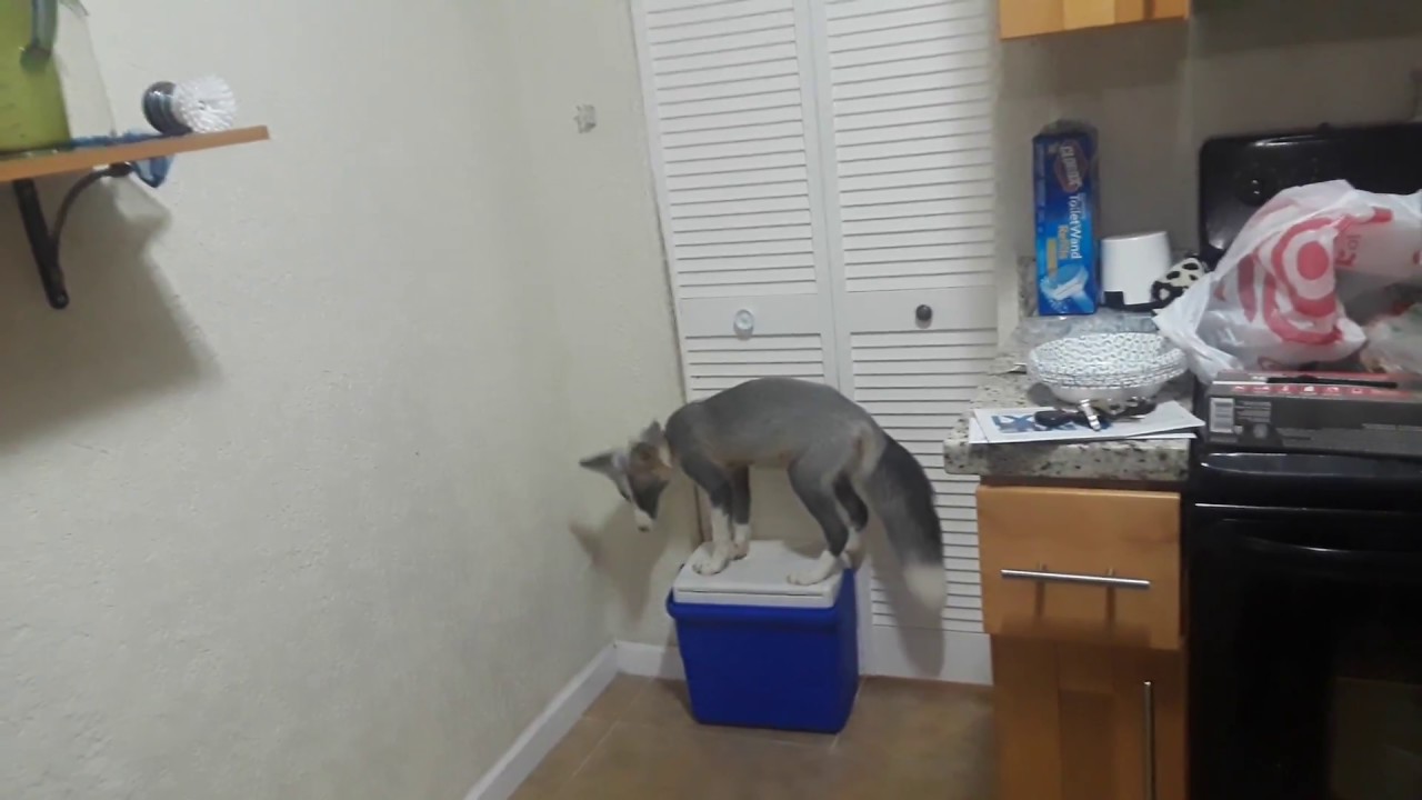 tyrone jose gonzales orama TYR Saturday night update