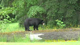 Black Bear in Central Park Burnaby B C  Canada by Bruce Causier 8,932 views 1 year ago 1 minute, 17 seconds