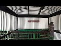 Kacial Kombo Nembak Gacor Dor Untuk Masteran Burung Bahan Mp3 - Mp4 Download