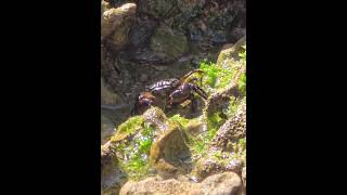 crabs #animals #sea