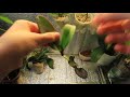 Посадка орхидей из уценки и реанимашек в субстрат  мох сфагнум и его приимущества