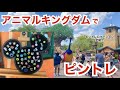 【WDW】アニマルキングダムでピントレード　フロリダ ディズニーワールド