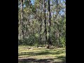 Kangaroos or wallabies?? Coombabah QLD