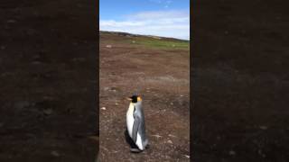 Norwegian Sun volunteer point Falkland Island Janeiro 2017  nine