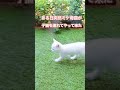 野良だった三毛猫が我が家に赤ちゃん猫を連れてきた!#shorts