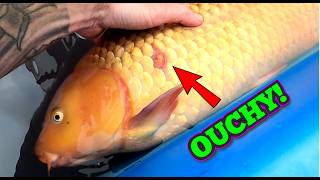 Koi Diary 181 - Sore scale, treatment and investigation