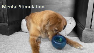 Mental Stimulation for Dogs - Toller Edition - Puzzle Ball by A Duck Toller Named Sable 991 views 11 months ago 5 minutes, 47 seconds