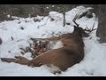 Big Woods 11 Point Adirondack Buck Big Woods 11 Point Adirondack Buck