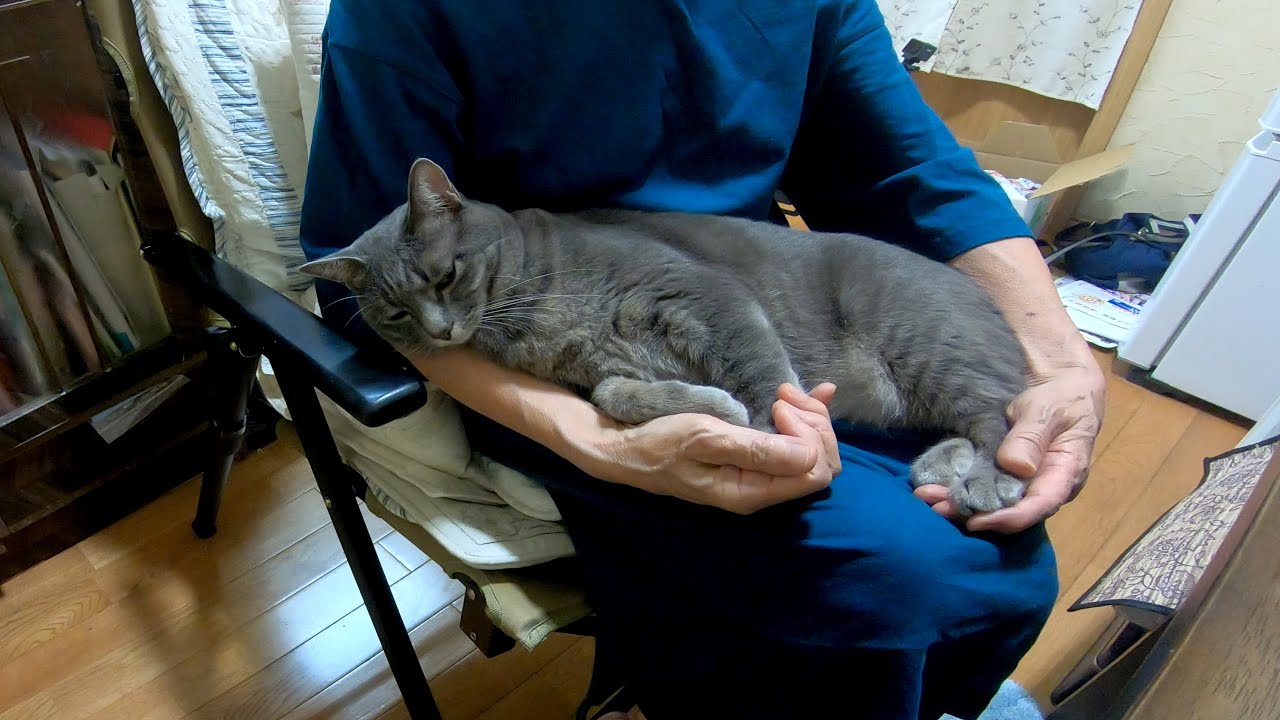 A happy day for Hana, a cuddly cat who is always with her beloved