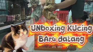 Unboxing a Cat From a Farm ❗How Much Does It Cost? screenshot 2