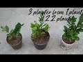 How to prepare 3 pot of ZZ plant from 1 plant