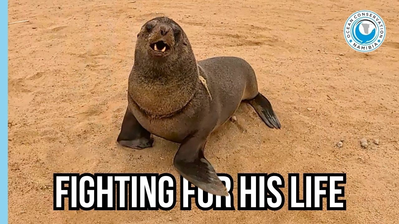 Тонкая веревка чуть не стоила жизни этому тюленю.