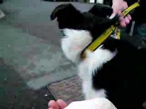 Fred Border Collie after grooming what a cutie