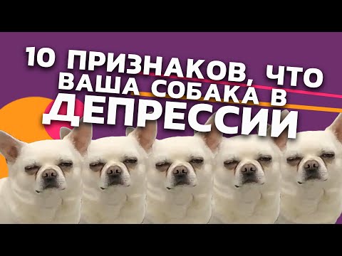 10 признаков, что Ваша собака в депрессии!  - 33pixels