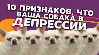 10 признаков, что Ваша собака в депрессии!  - 33pixels