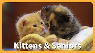 Adorable Kittens & Seniors Come Together and Help Each Other