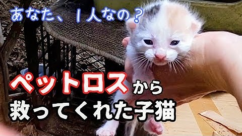 【子猫保護　三毛猫ミイコ編】子猫の必死に生きる姿に感動　最後のあくびは悶絶する可愛さ