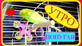 Утро попугая Тоши//Как просыпается попугай//Уход за попугаем Утро попугая Тоши//Как просыпается попугай//Уход за попугаем