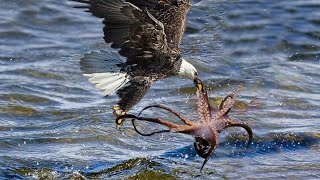 Octopus Attacks Eagle - Caught On Camera