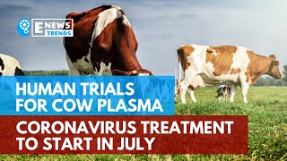 Human Trials For Cow Plasma Coronavirus Treatment To Start In July